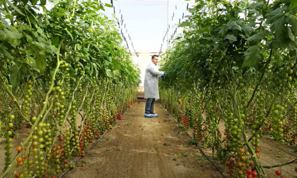Coprohníjar, comprometida con la investigación para combatir el virus del rugoso del tomate