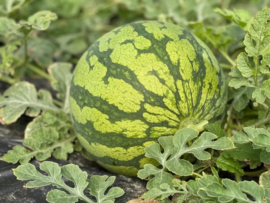 La sandía de Coprohníjar: sabor, calidad y proyección internacional desde el Campo de Níjar